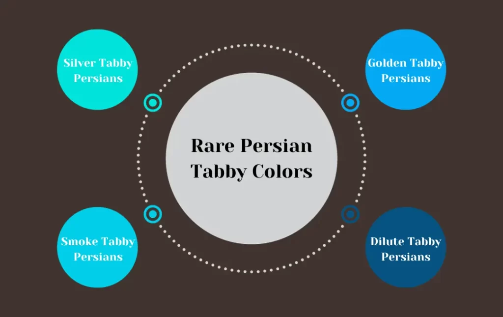 Persian tabby cat Rare Color Variations