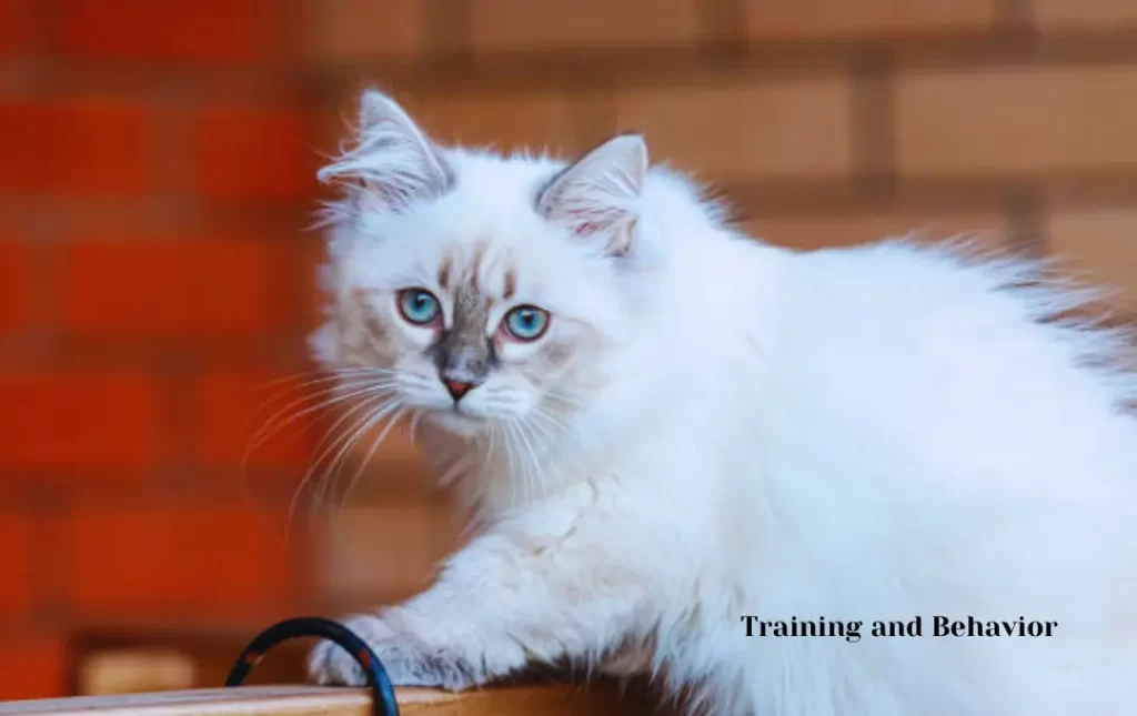 Persian tabby cat Training and Behavior