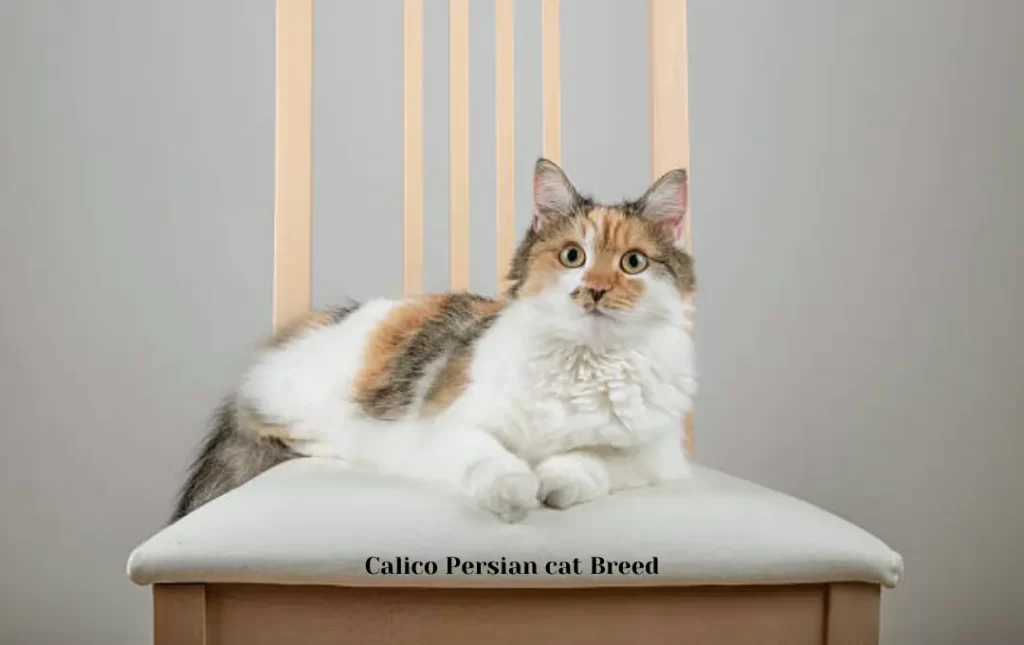 Calico Persian Cat Breed Overview