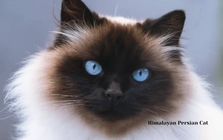 Reasonable Himalayan Persian Cat Price | A Complete Price Guide for Himalayan Cats 2023