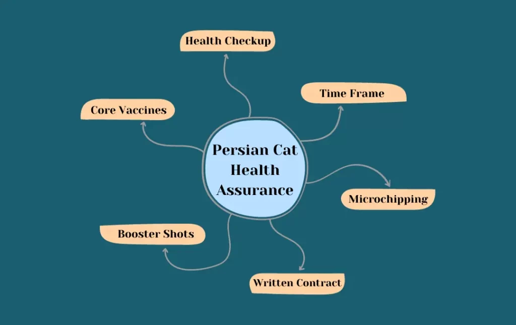 Persian Cat Health Guarantee and Vaccinations
