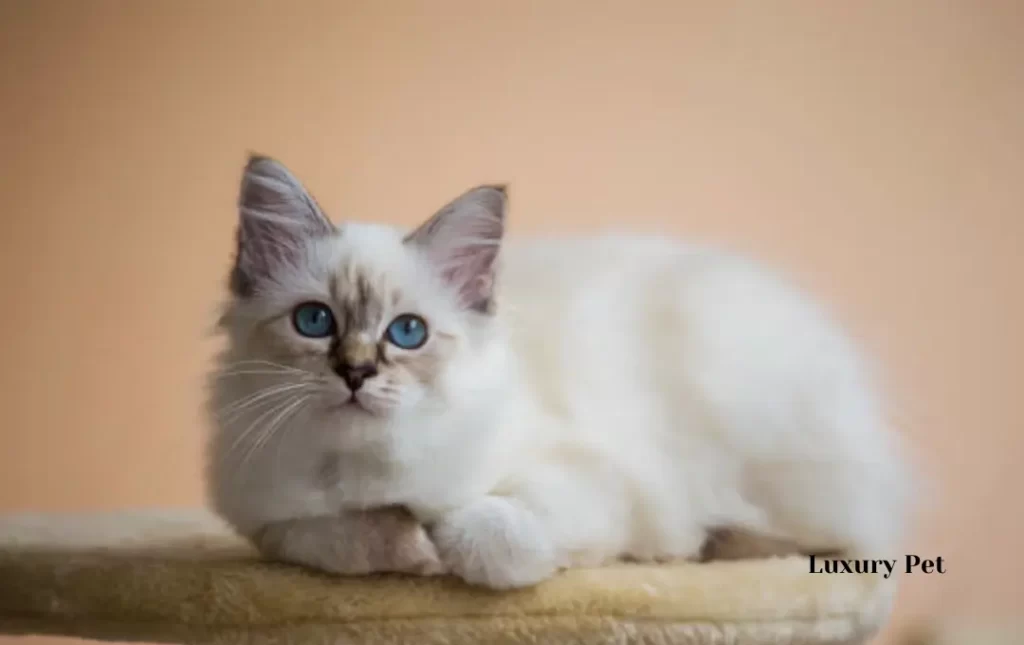 Why Are Himalayan Persian Cats Considered a Luxury Pet?