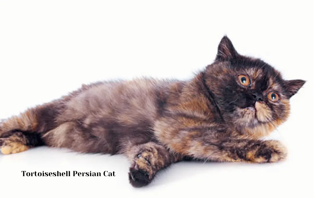 Tortoiseshell Persian Cat Price