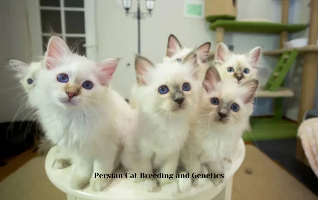 Persian Cat Breeding and Genetics