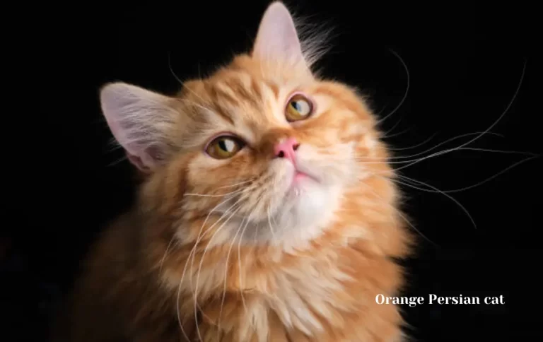 orange Persian cat price