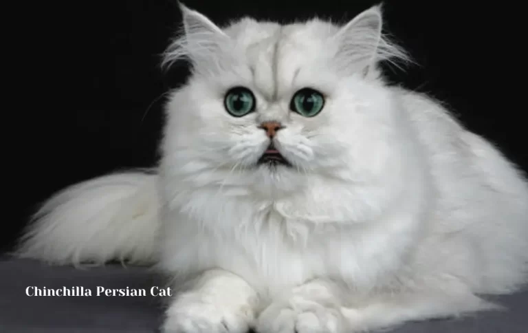 Chinchilla Persian Cat Price