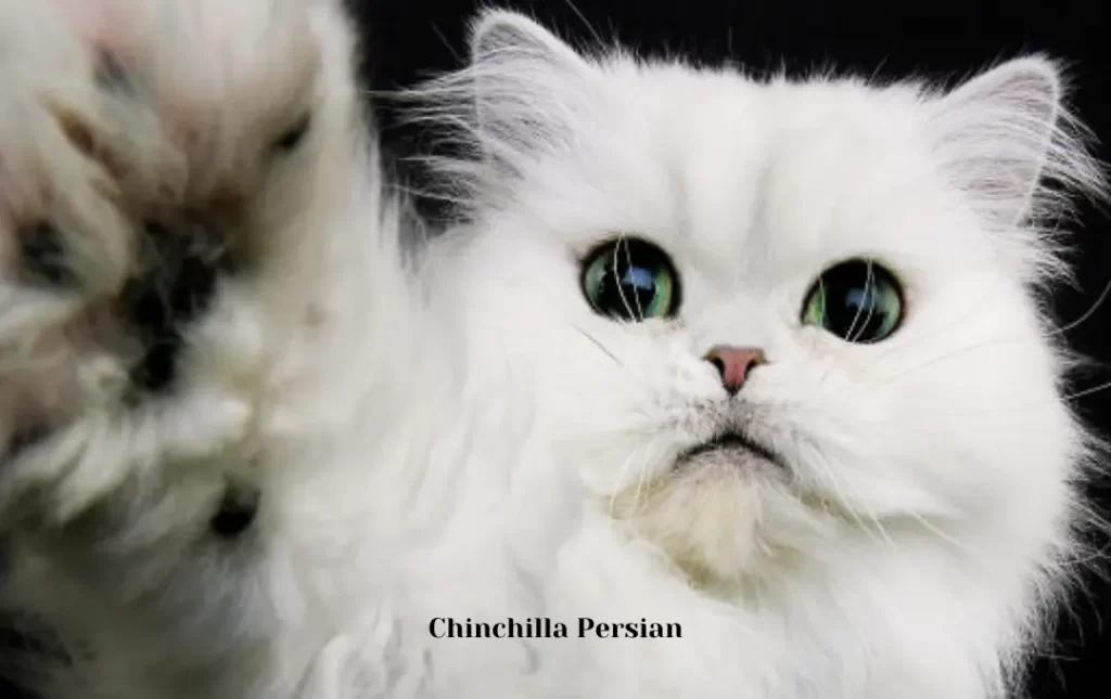 Chinchilla Persian Cat Overview