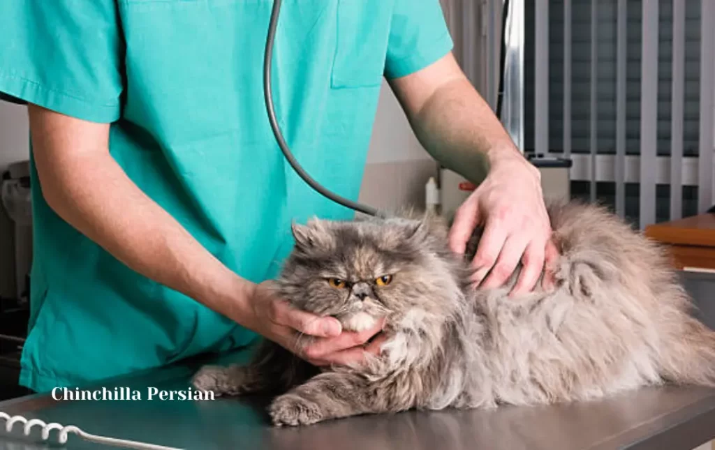 Cost of Maintaining a Chinchilla Persian Cat