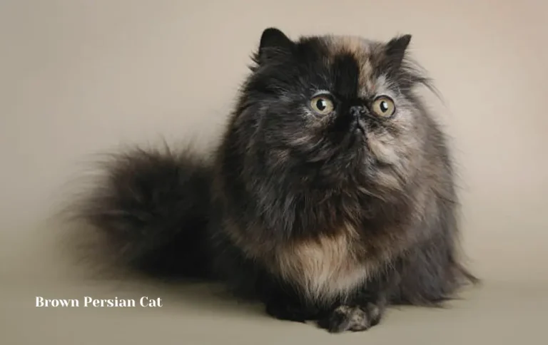Affordable Brown Persian cat price 2023 | Persian cats Price Guide