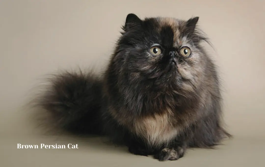 Brown Persian cat price