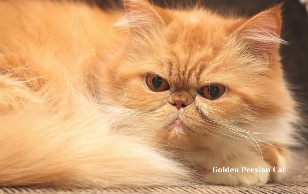 golden Persian cat price