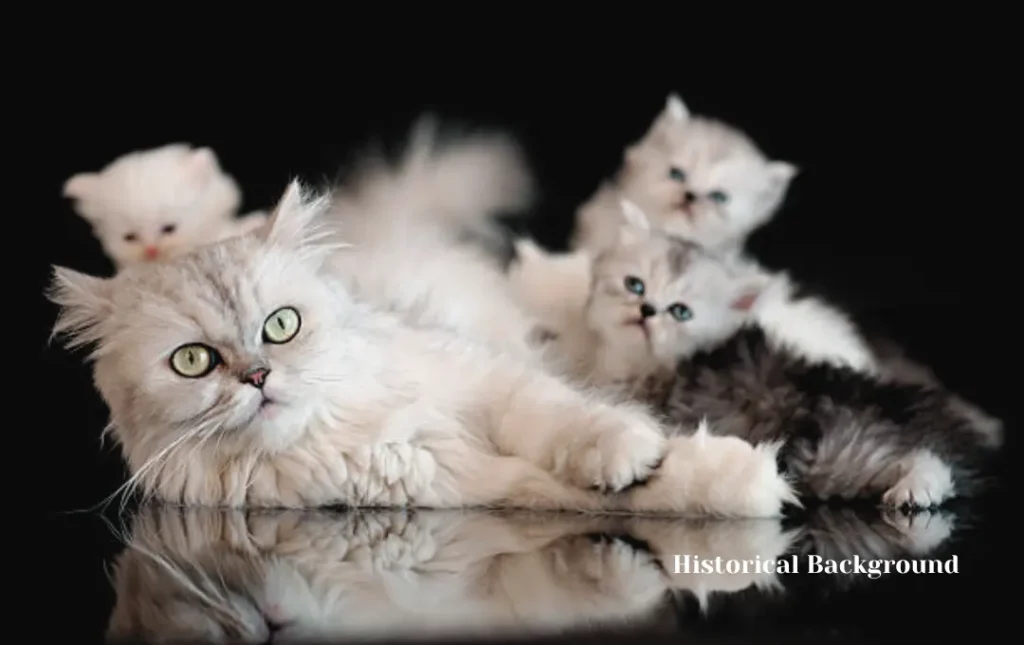 Persian cat Historical Background