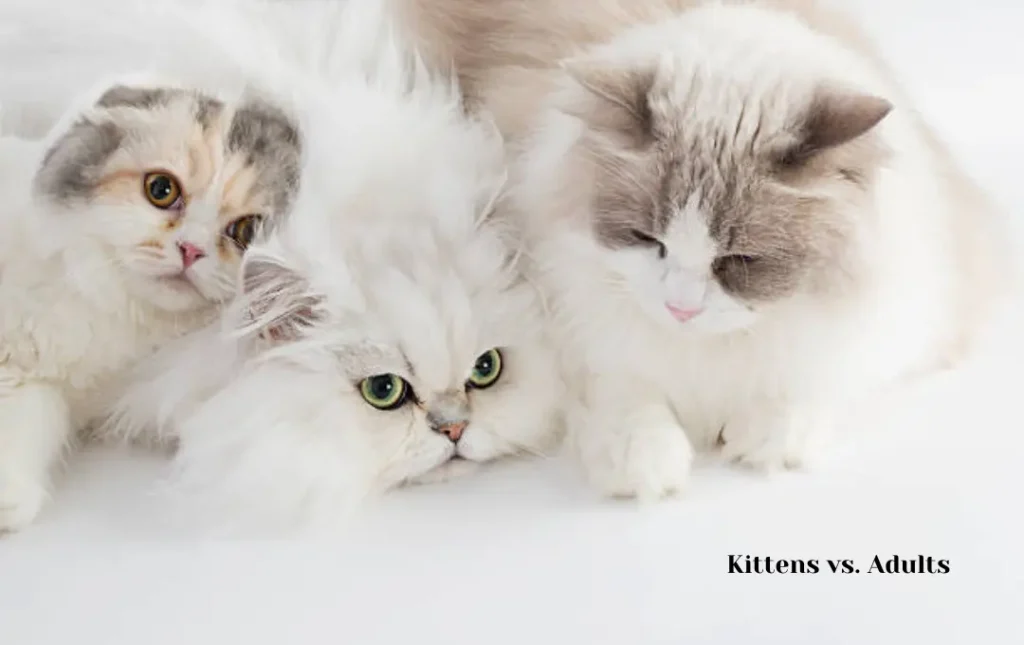 Price Ranges for Golden Persian Cats Kittens vs. Adults: