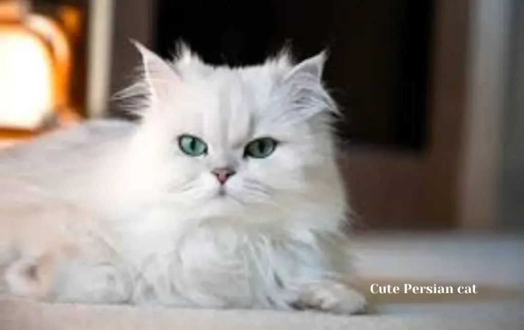 Cute Persian cat price