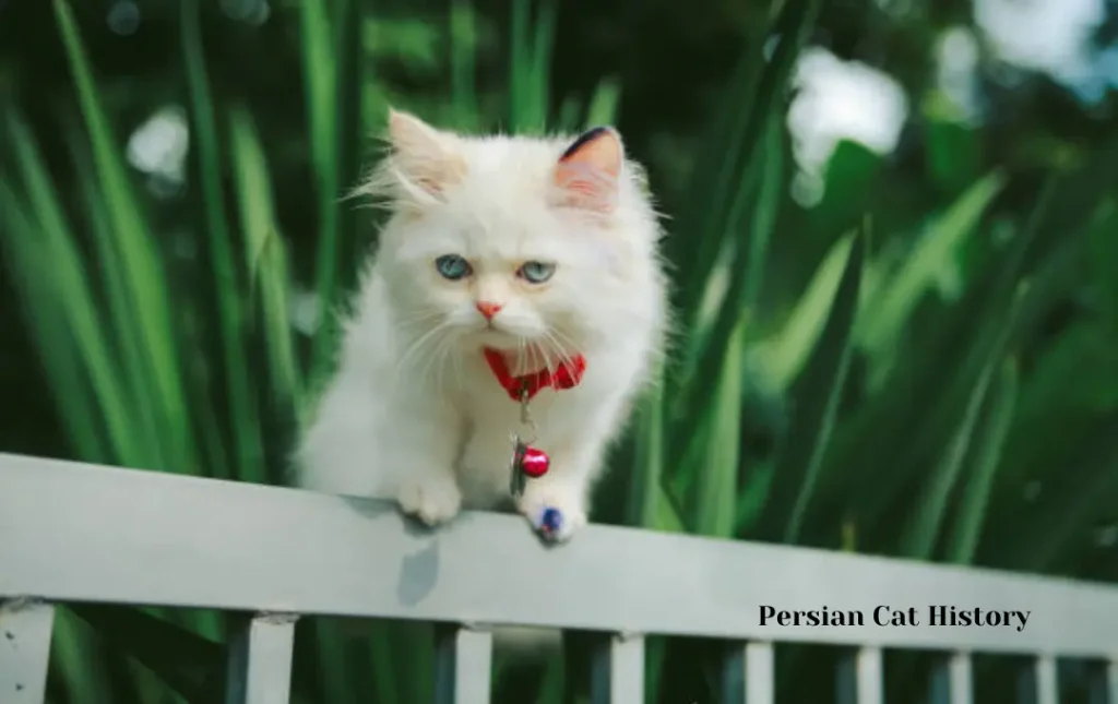 A Glimpse into Persian Cat History