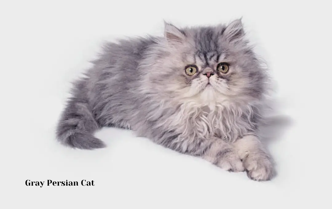 Gray Persian Cat Price
